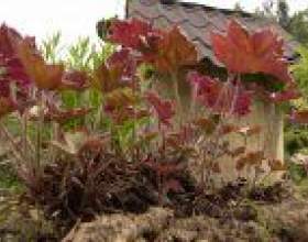 ������� (heuchera) фото