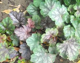 �������: ������ � � ������ фото