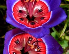 ��������� ��������� фото