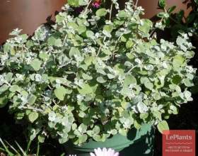 �������� ��������� (����������� ���������) фото