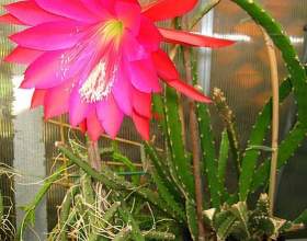 ���������� ���������� (���������� ����������) фото