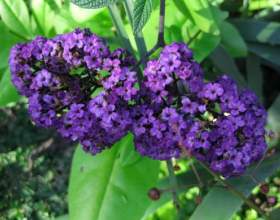 ��������: �������� ����� � ������ ���� фото