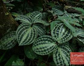 ����������� ���-��� (����������� ���������) фото