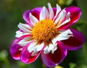 ������� фото