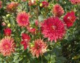 ������� � ����� фото