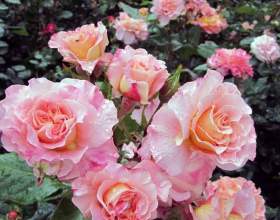 �������� фото