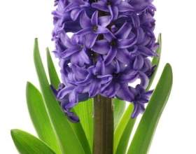 ó����� фото