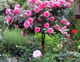 Գ���� ������ фото