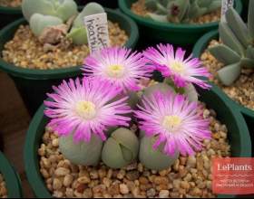ó����� ���� (������� ����) фото