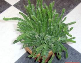 ϳ��� ��������� (���� ���������, �������� ����) фото