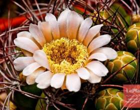 ó���������� ������� (�������������� �������) фото