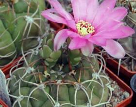 �������������� фото