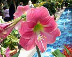 ó��������� фото