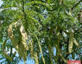 �������� �������������� (�������� ��������) фото