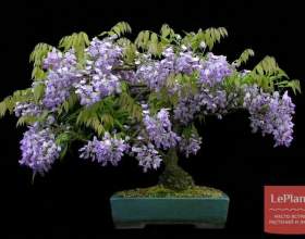 ������� �������������� (������� ��������) фото