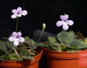 ��������� �������� (�������� ��������) фото