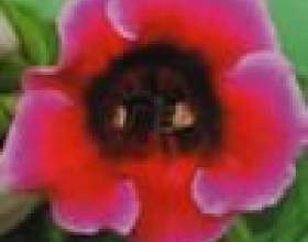 ���������, ������ - ����� ���� � ��� �� фото