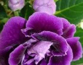 ���������. ������ � �������� ������ фото