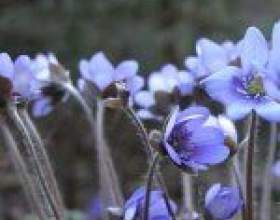 �������� �������� - ����������� фото