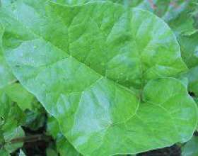 ������� �� ������ (�������) фото