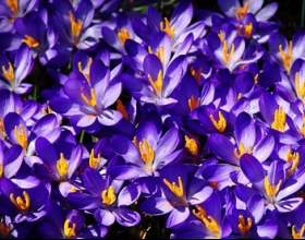 ��������� ��� фото