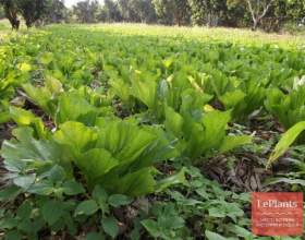 ó����� ���������� (������ �������, ������ ��������) фото