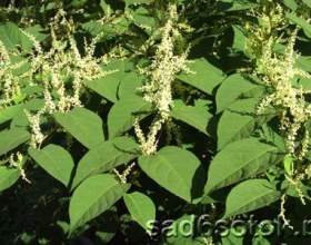 ������ ��������� (reynoutria japonica, polygonum sachalinensis) фото