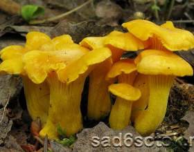 ����� ������� фото