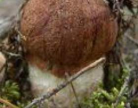 ����� �� ������ фото
