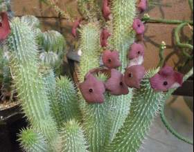 ���� (����) фото