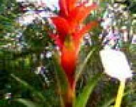 �������� фото