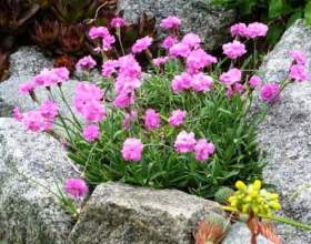 �������� ������. ������� � ������ фото
