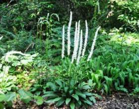 ��������- ������� �������� ���� фото