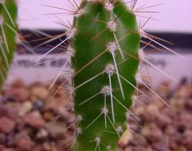 ����� ���������� фото