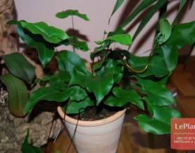 �������� �������������� (��������-�����) фото
