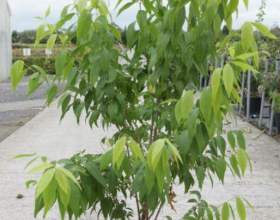 ճ�������� (�������, ��������) фото