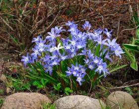 ���������� фото