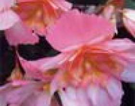 ������ ����� ��������� ������� фото