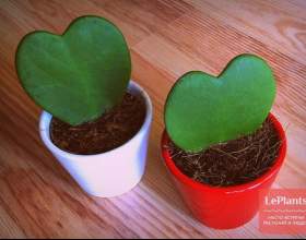 ���� ����� фото