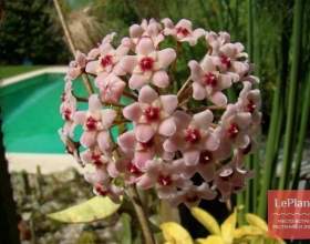 ���� �`������ фото