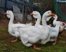 ������������ ���� фото
