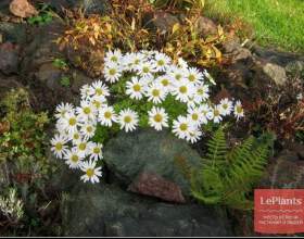 ���������� �������� (��������� ���������) фото