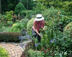 ������ - ������ � ����, �����, ������� фото