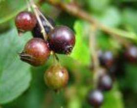 ������� ���� фото