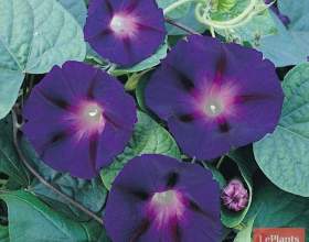 ������ �������� (������� �����) фото