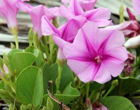 ������: ������ ���� � ���� фото