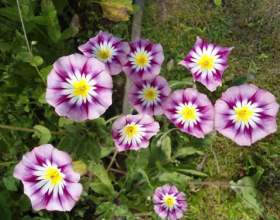 ������ фото