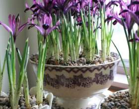 ���� �������� (��������� ��������) фото