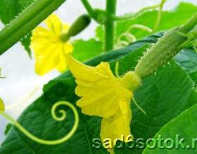 ������������ ������ &laquo;��������&raquo; ����� � �������� фото
