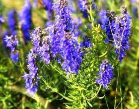 �����. �� �������� � ��������� фото